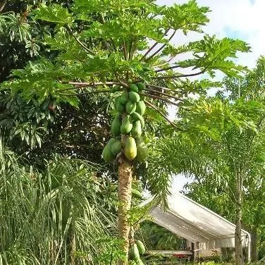 thumbnail for publication: Cultivando papaya en el jardín de su hogar en Florida